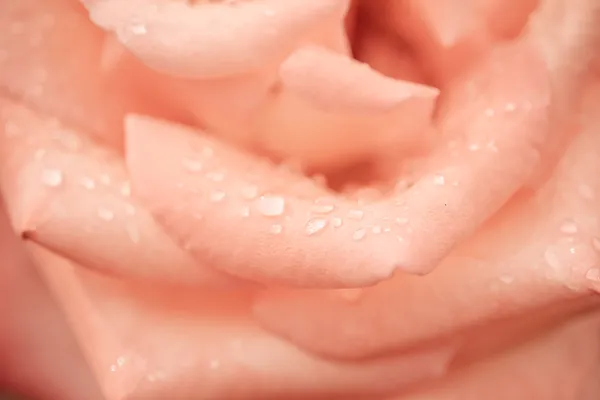 Όμορφο ροζ τριαντάφυλλο closeup — Φωτογραφία Αρχείου