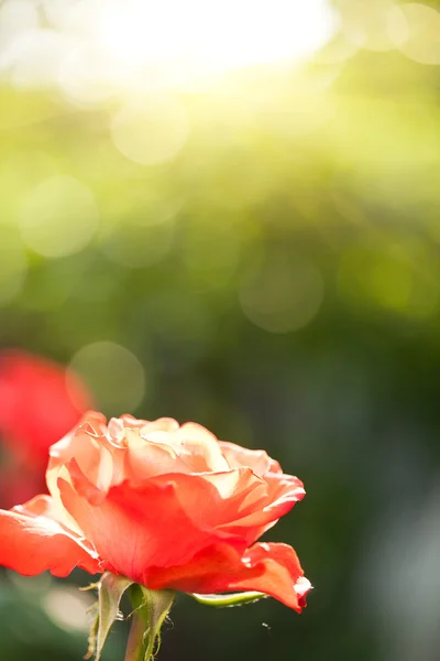在阳光下的美丽玫瑰 — 图库照片