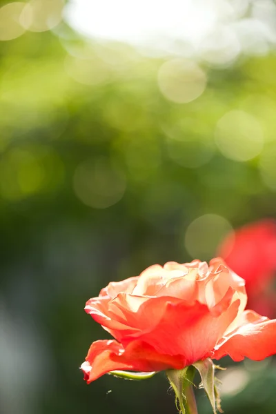 Vacker ros på våren — Stockfoto