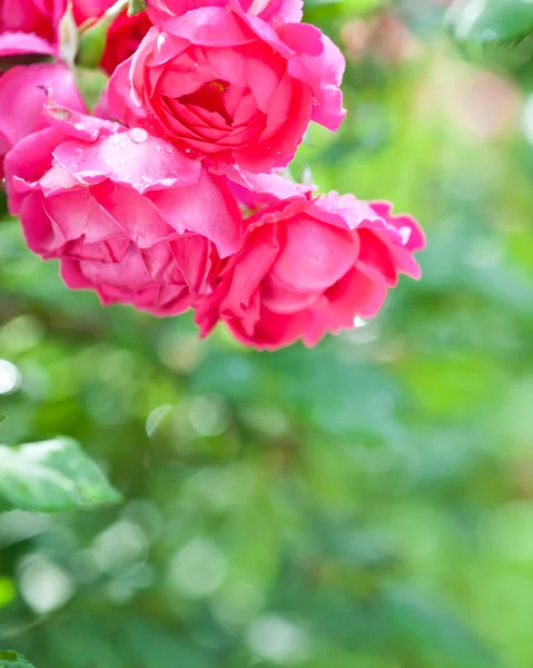 Arbusto de rosa florescente na primavera — Fotografia de Stock