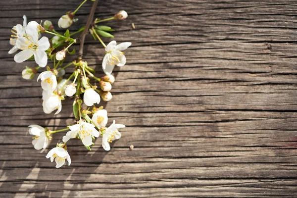 Blommande gren av ett körsbär — Stockfoto