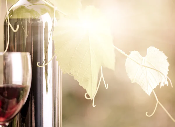 Garrafa de vinho tinto e closeup de videira — Fotografia de Stock