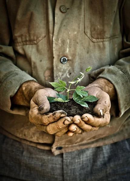 Yeşil, genç bir bitkiyi tutan adam elleri — Stok fotoğraf