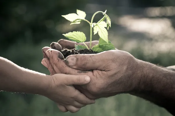 Handen van oudere man en baby bezit een plant — Stockfoto