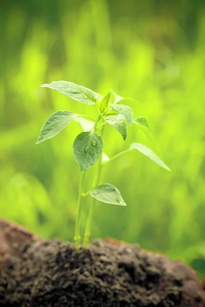 Planta joven sobre fondo verde natural — Foto de Stock