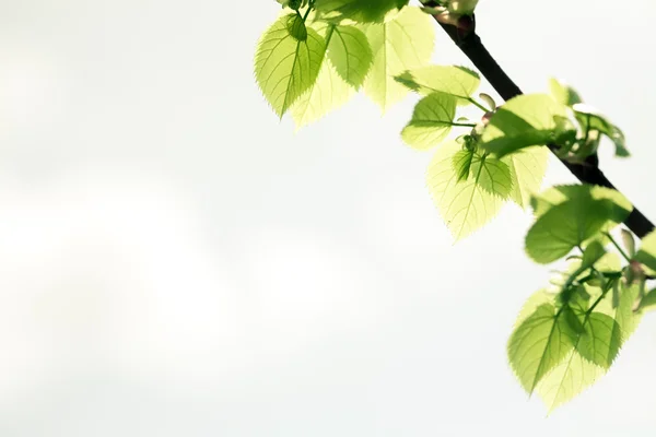 绿叶 — 图库照片