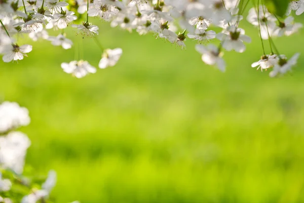 Körsbärsträdet blommar — Stockfoto