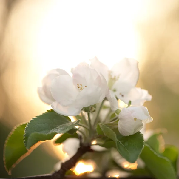 Blommande apple trädgren — Stockfoto