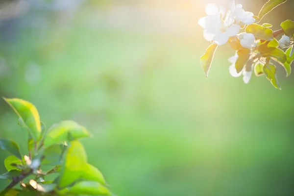 Vackra apple blomma i solsken — Stockfoto