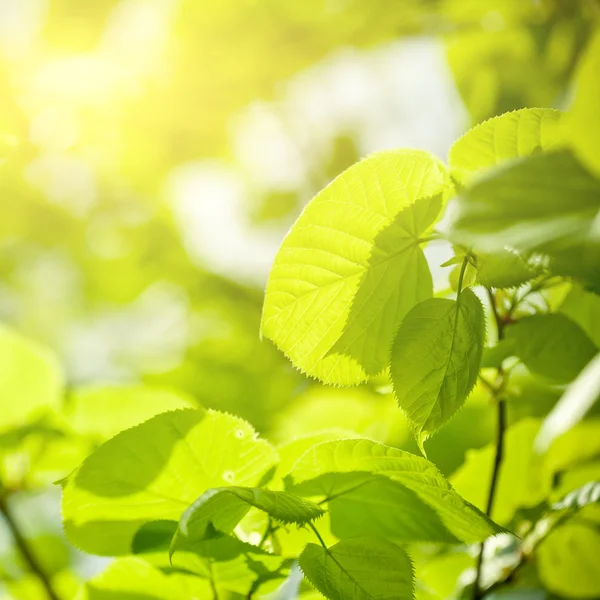 Groene bladeren zonnige achtergrond — Stockfoto