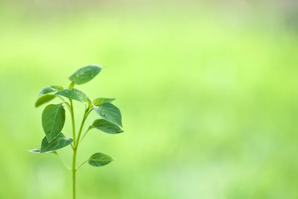 Młoda roślina na naturalnym zielonym tle — Zdjęcie stockowe