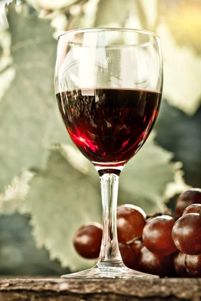 Red wine glass and bunch of grapes — Stock Photo, Image