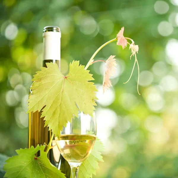 Μπουκάλι λευκό κρασί, αμπέλι και ποτήρι κρασιού — Φωτογραφία Αρχείου