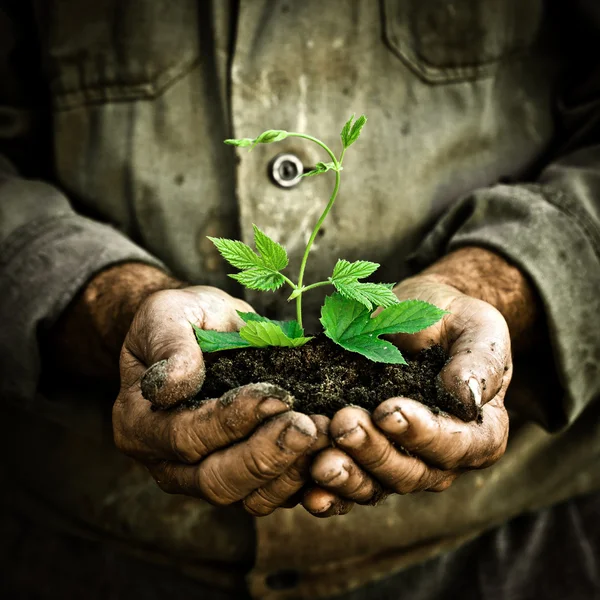 Manos de hombre sosteniendo una planta joven verde — Foto de Stock