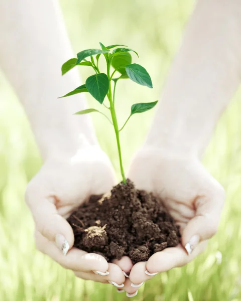 Persoon handen met jonge plant — Stockfoto