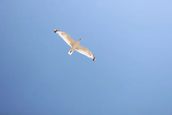 White bird — Stock Photo, Image