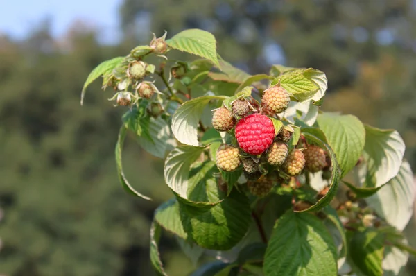 Raspberrycane — Stok fotoğraf