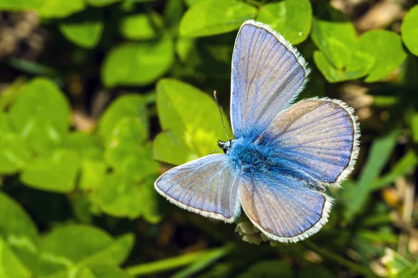 Schmetterling lycaedes auf Blume — Stockfoto