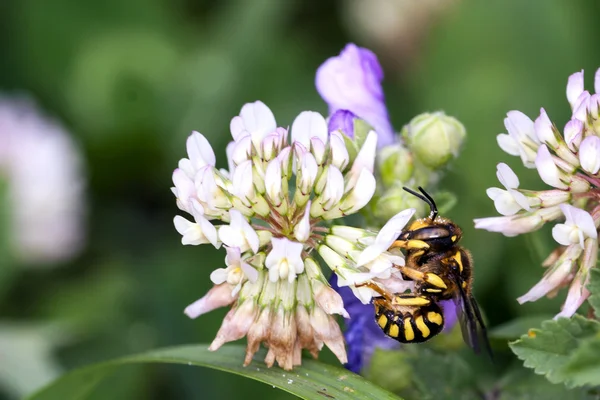 ミツバチの条件反射 — ストック写真
