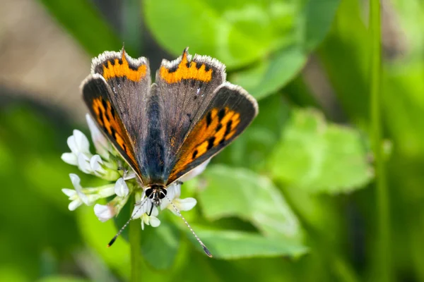 Schmetterling ruht sich auf Blume aus — Stockfoto