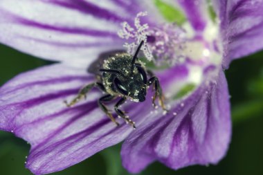 Arı apis mellifica