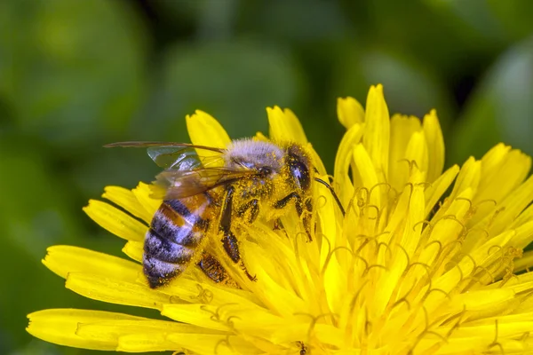 Pszczoła apis mellifica — Zdjęcie stockowe