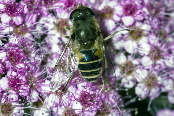 Пчелиная муха — стоковое фото