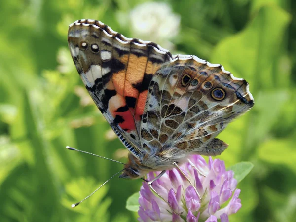Buttefly 바네사 cardui — 스톡 사진