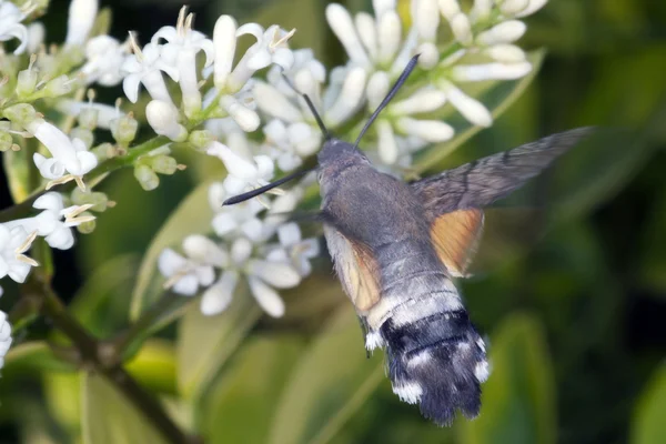 Moth Macroghabsum Fashatarum — стоковое фото