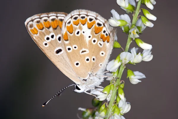 Butterfly Lycaedes — Stock Photo, Image