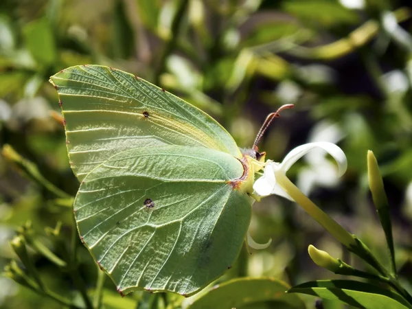 Butterfly Gonepteryx — Stock Photo, Image