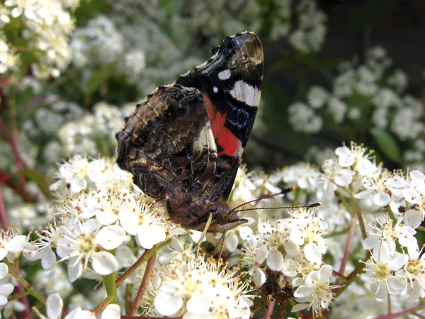 Sommerfugl Vanessa Atlanta – stockfoto