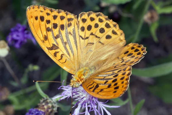 나비 Argynnis Paphia — 스톡 사진