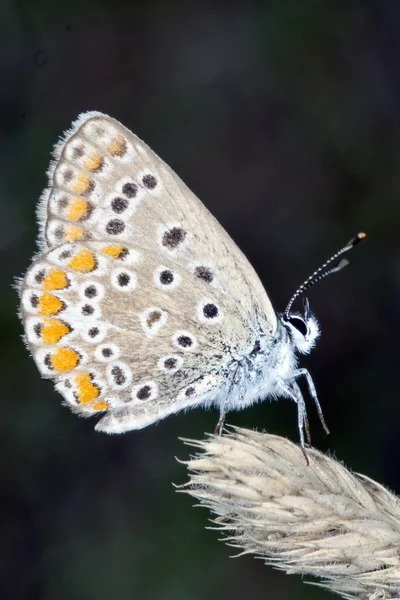 Butterfly Lycaedes — Stock Photo, Image