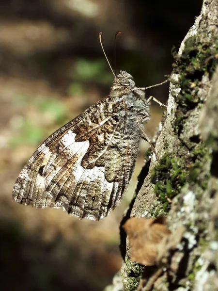 Бабочка Ванесса Атланта — стоковое фото