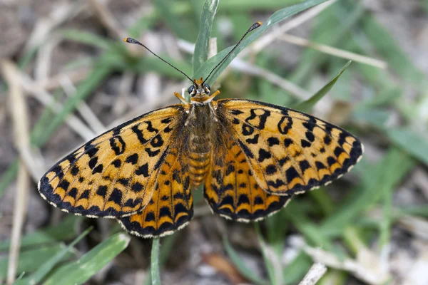 Motyl melitaea didyma odpoczynku; Wielki Spangled malinowiec — Zdjęcie stockowe