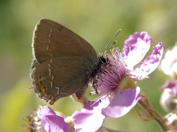 Lycaedes πεταλούδα — Φωτογραφία Αρχείου