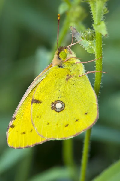Butterfly Cloudless Sulphur resting — Stock Photo, Image
