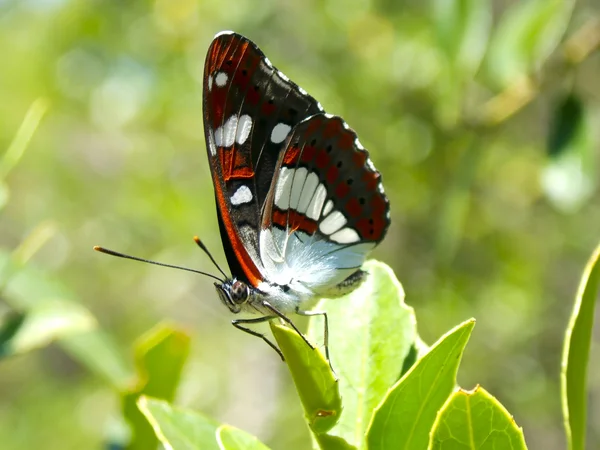 Mariposa descansando sobre una hoja — Foto de Stock
