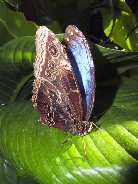 Schmetterling blauer Morpho ruht auf einem Blatt — Stockfoto