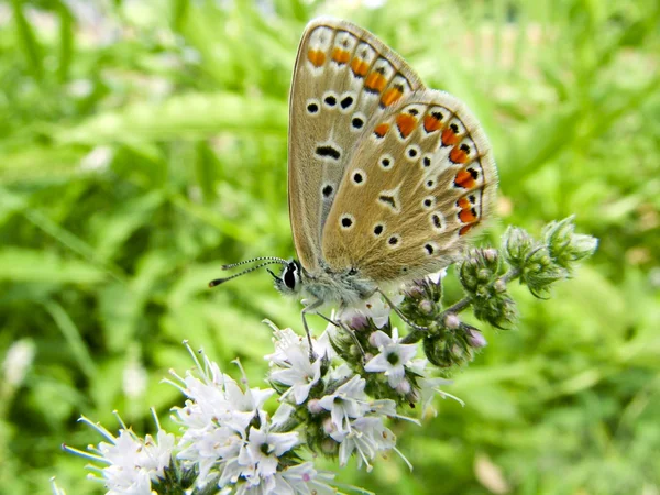 Motýl lycaedes — Stock fotografie