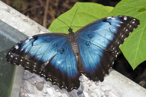 Mariposa azul morfo descansando en la pared — Foto de Stock