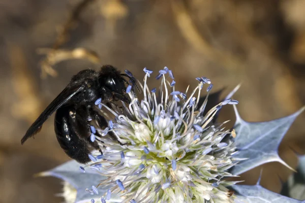 Arı apis mellifica — Stok fotoğraf