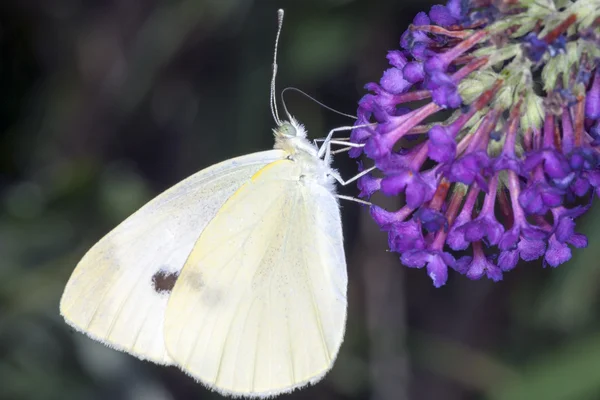 Farfalla appoggiata su una foglia — Foto Stock