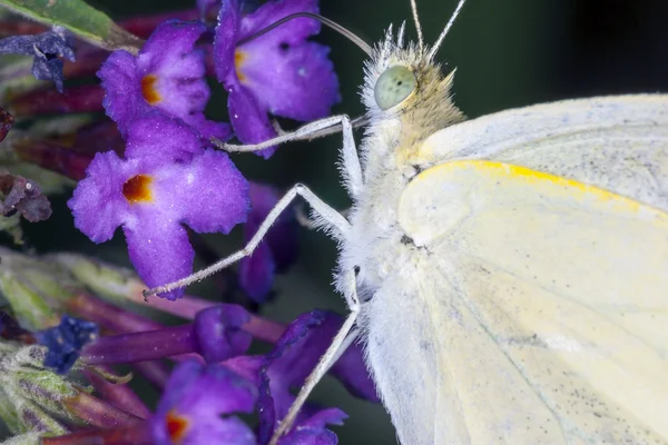 Schmetterling, der auf einem Blatt ruht — Stockfoto