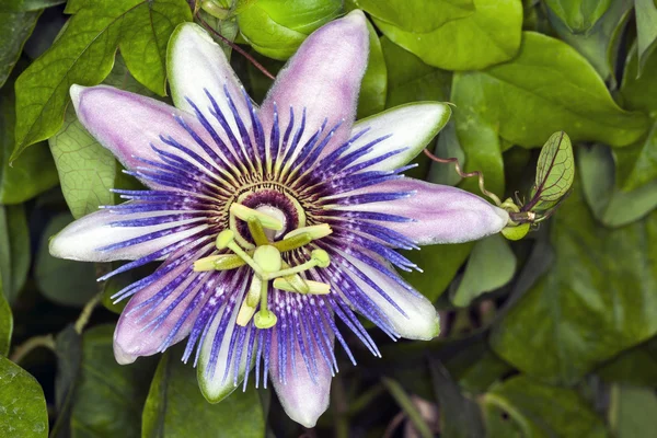 stock image Spring flower