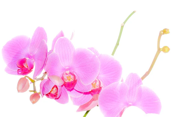 Orchidea — Zdjęcie stockowe
