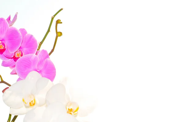 Orquídea — Fotografia de Stock