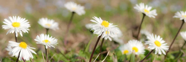 stock image Daisy in spring