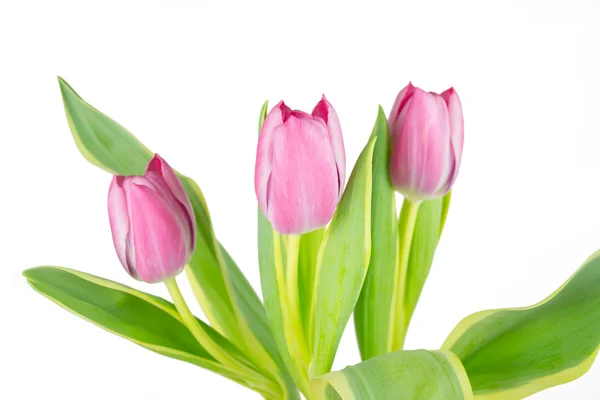 Drei Tulpen — Stockfoto